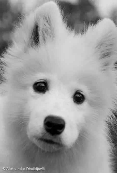 动物世界犬种-萨摩耶犬