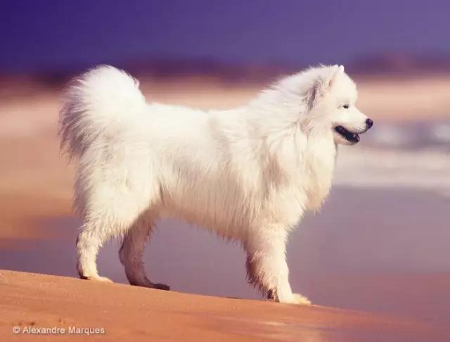 动物世界犬种-萨摩耶犬