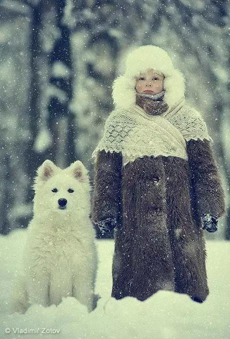 动物世界犬种-萨摩耶犬