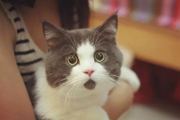 可消失墨水可以纹身吗,纹身可以用肤色墨水遮盖吗