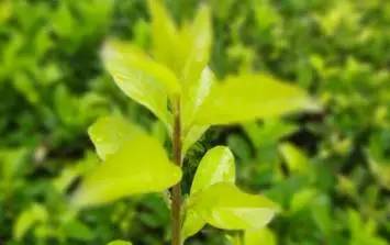 他的树一年只长一寸，但一年能销售300多万！