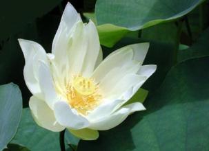 春日鲜花美食大赏,春天常见的四十种鲜花