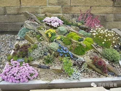 有一种植物叫长生草,长生草开花就死亡吗