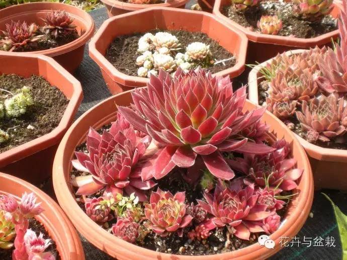 有一种植物叫长生草,长生草开花就死亡吗