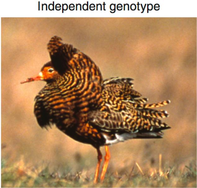 “撩妹”技巧各不同，超级基因说了算？