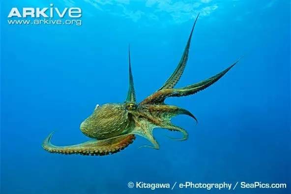 八爪鱼：满身的奇技淫巧，也敌不过煎炸炖炒