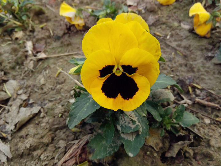 360f4手机耐用,360f4手机高配版