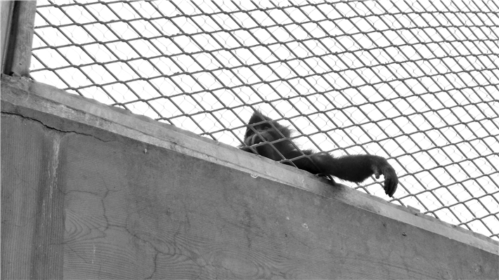 vivoxplay5测评吃鸡,vivoxplay5原神体验