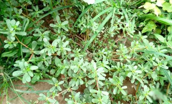 吃野菜马齿菜的功效,马齿苋和荠菜哪个好吃