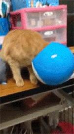 橘猫开门乱窜,橘猫跑到车里怎么办