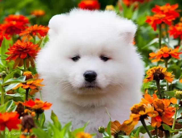 动物世界犬种-萨摩耶犬