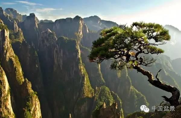 文人树盆景美不胜收,中国神奇的十大盆景