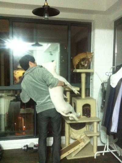 狗狗剃了毛毛后伤心没自信了，结果却因为这些原因重振威武