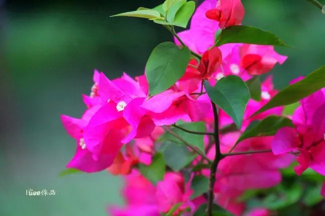 三亚最美的夕阳日落,夕阳的落下