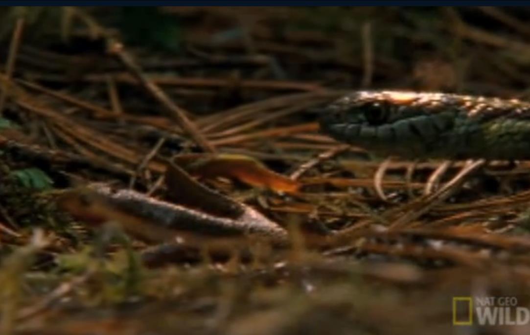 大青蛙吃了只害虫,大青蛙吃小蛇无所畏惧