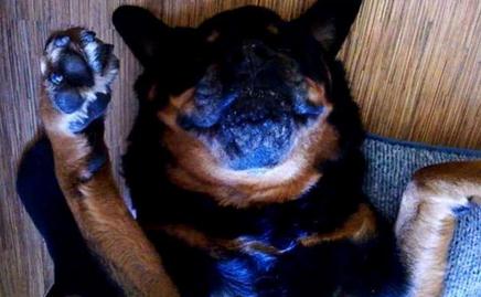 毛小孩吃药后突然倒地翻白眼，吓坏主人！结果却让人笑翻了