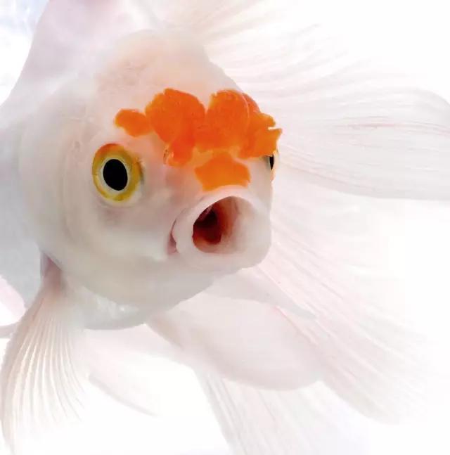 苹果7全新颜值担当，国粹金鱼替代泰国斗鱼?