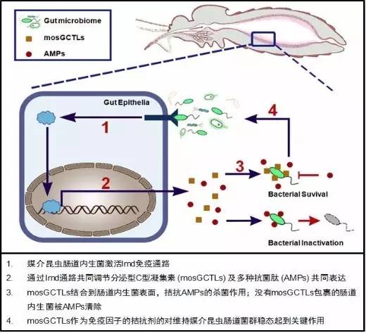 盘点|逆天的肠道菌群，又有哪些新作为？