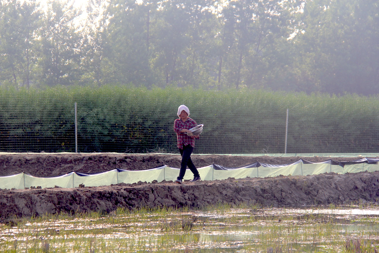 小龙虾养殖投喂要关注什么,小龙虾投喂是满塘还是环沟