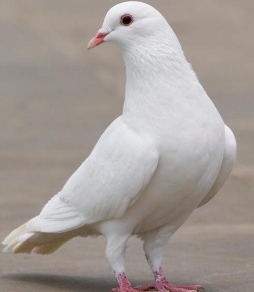 养鸟都会有哪些治疗方法,养鸟会出现的问题