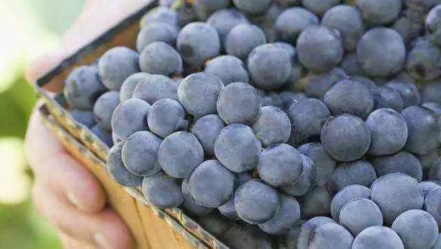 带点苦味的葡萄酒好吗,白葡萄酒口感很酸怎么回事