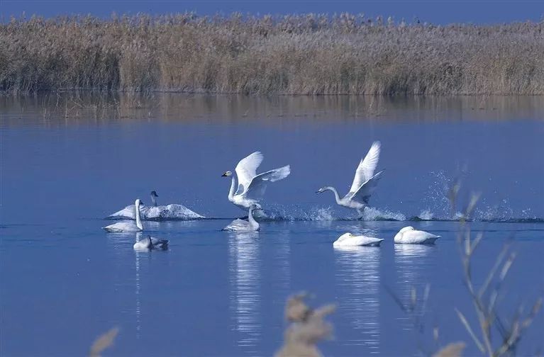 鸿雁知天下,鸿雁知天下最新新闻