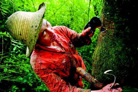 割漆匠一个快要失传的技艺，因为百分之九八的人对生漆过敏。