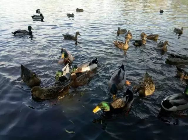 北京四个踏青必备的免费公园,北京小众湿地公园