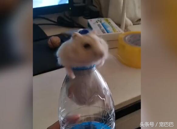 仓鼠缩成一团睡觉身子发抖,仓鼠缩着身体跑