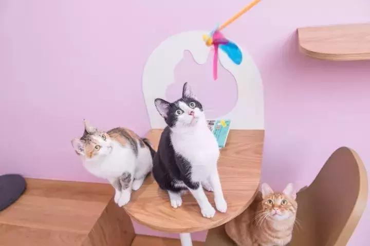 魔都旅游必吃餐厅,魔都10家高颜值餐厅