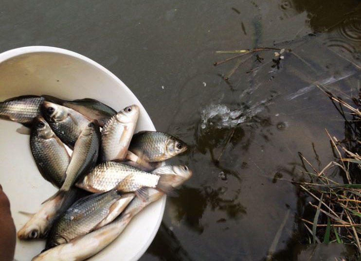 大条有二两，小的有五钱，这可是正宗的寒冬江鲫哟