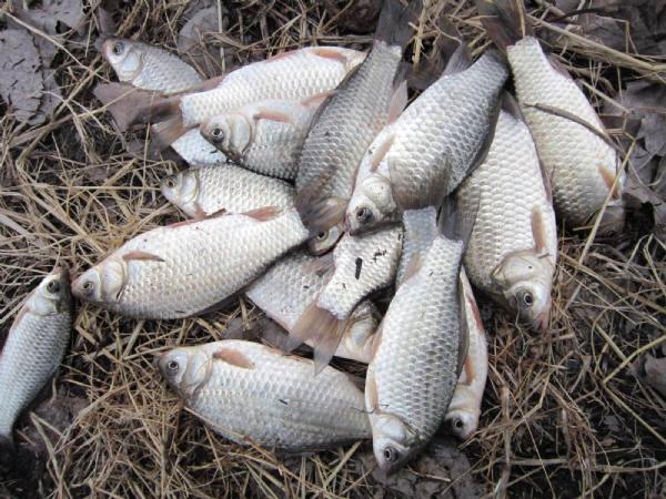 大条有二两，小的有五钱，这可是正宗的寒冬江鲫哟