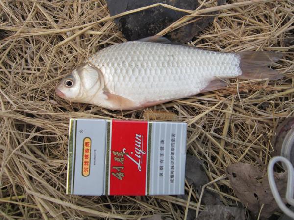 大条有二两，小的有五钱，这可是正宗的寒冬江鲫哟