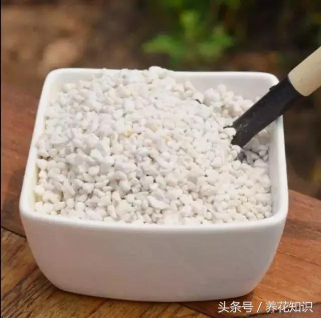 金钱树球根烂了还能救活吗,铁树的根全部烂了还能救活吗