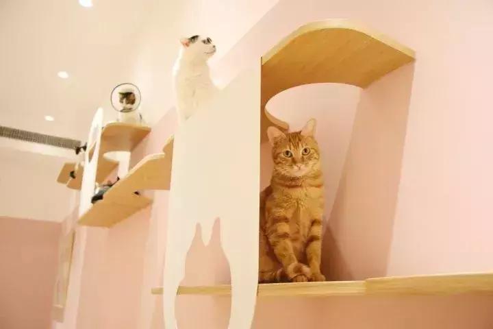 魔都旅游必吃餐厅,魔都10家高颜值餐厅