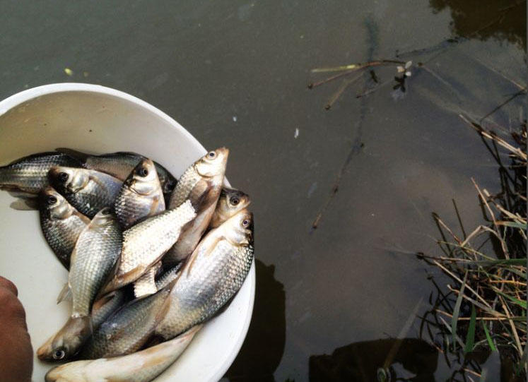 大条有二两，小的有五钱，这可是正宗的寒冬江鲫哟