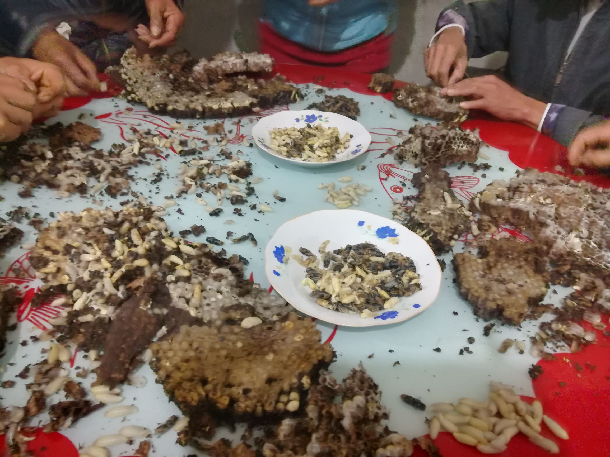 昨晚吃了这个山珍营养过剩睡不着在楼下坐了一个晚上