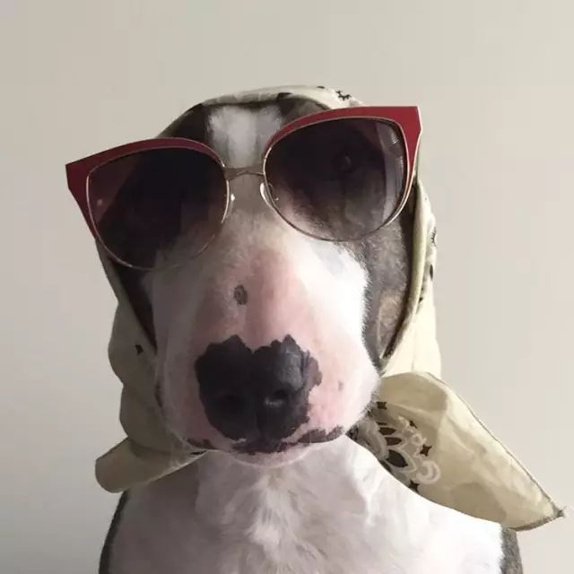 傲娇的老佛爷也要每天看Ta脸色