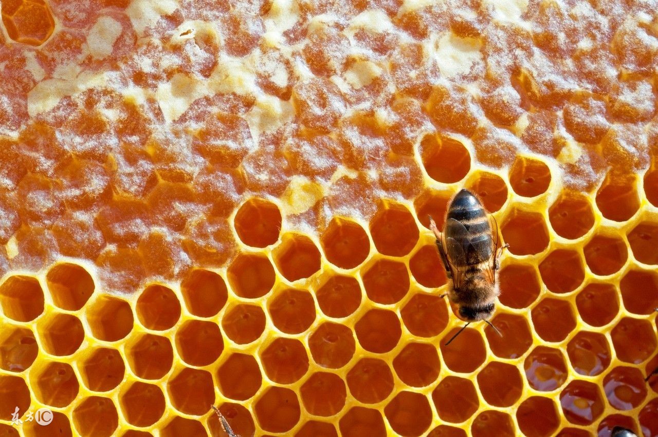 怎么鉴别蜂蜜价格表,正宗蜂蜜多少钱一斤怎么分辨真假