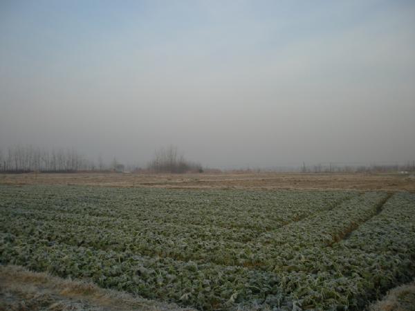 大条有二两，小的有五钱，这可是正宗的寒冬江鲫哟