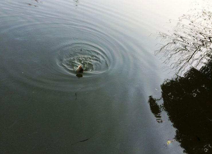 大条有二两，小的有五钱，这可是正宗的寒冬江鲫哟