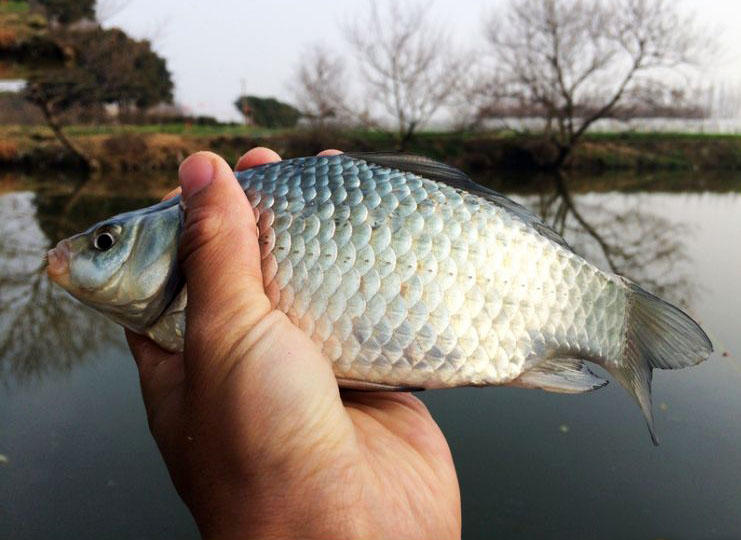 大条有二两，小的有五钱，这可是正宗的寒冬江鲫哟