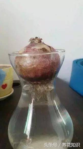 金钱树球根烂了还能救活吗,铁树的根全部烂了还能救活吗