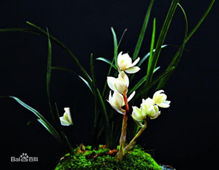 贵州省最名贵十种兰花,蕙兰最名贵十种兰花