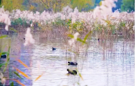 北京四个踏青必备的免费公园,北京小众湿地公园