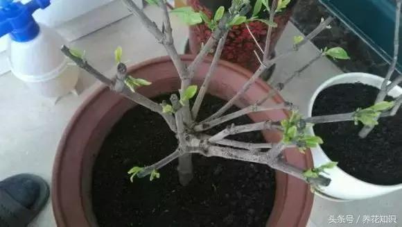 金钱树球根烂了还能救活吗,铁树的根全部烂了还能救活吗