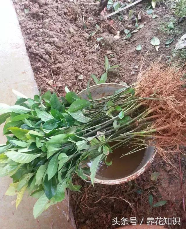 金钱树球根烂了还能救活吗,铁树的根全部烂了还能救活吗