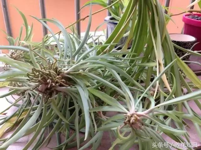 金钱树球根烂了还能救活吗,铁树的根全部烂了还能救活吗