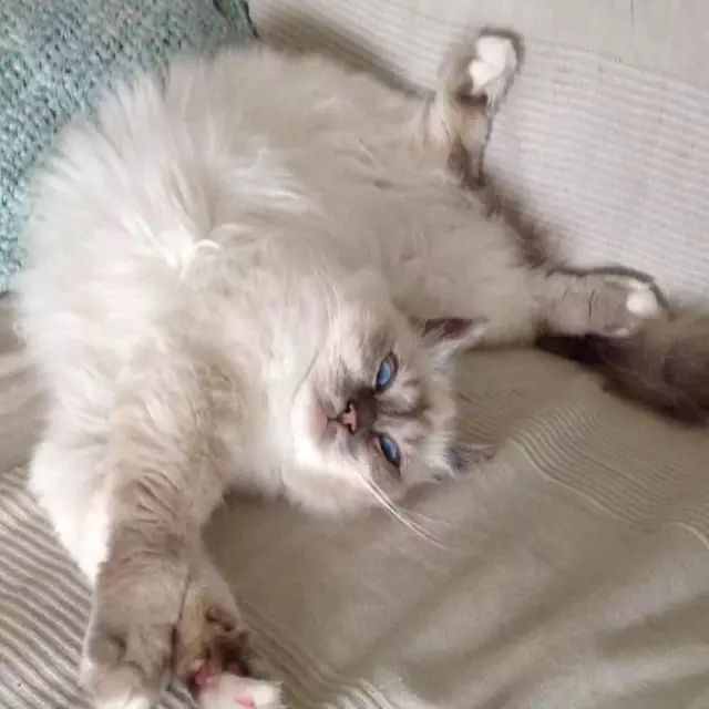 傲娇的老佛爷也要每天看Ta脸色