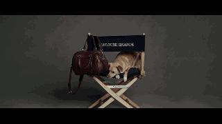 傲娇的老佛爷也要每天看Ta脸色